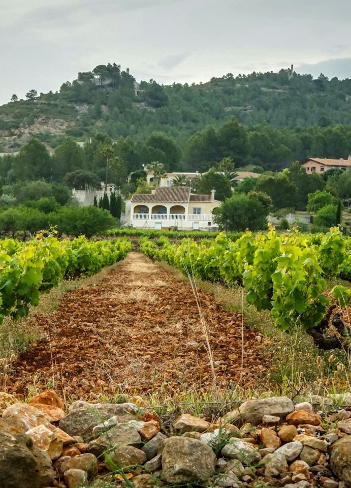 Finca for sale in the vineyards of Mallorca