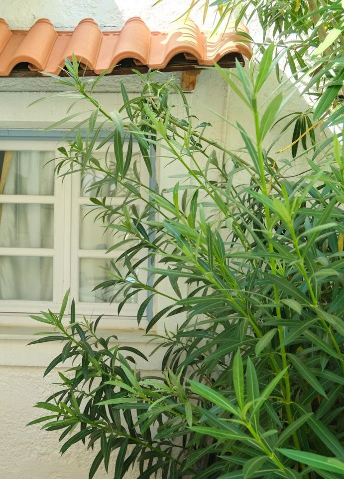 Garden shed with small blue window and oleander bush