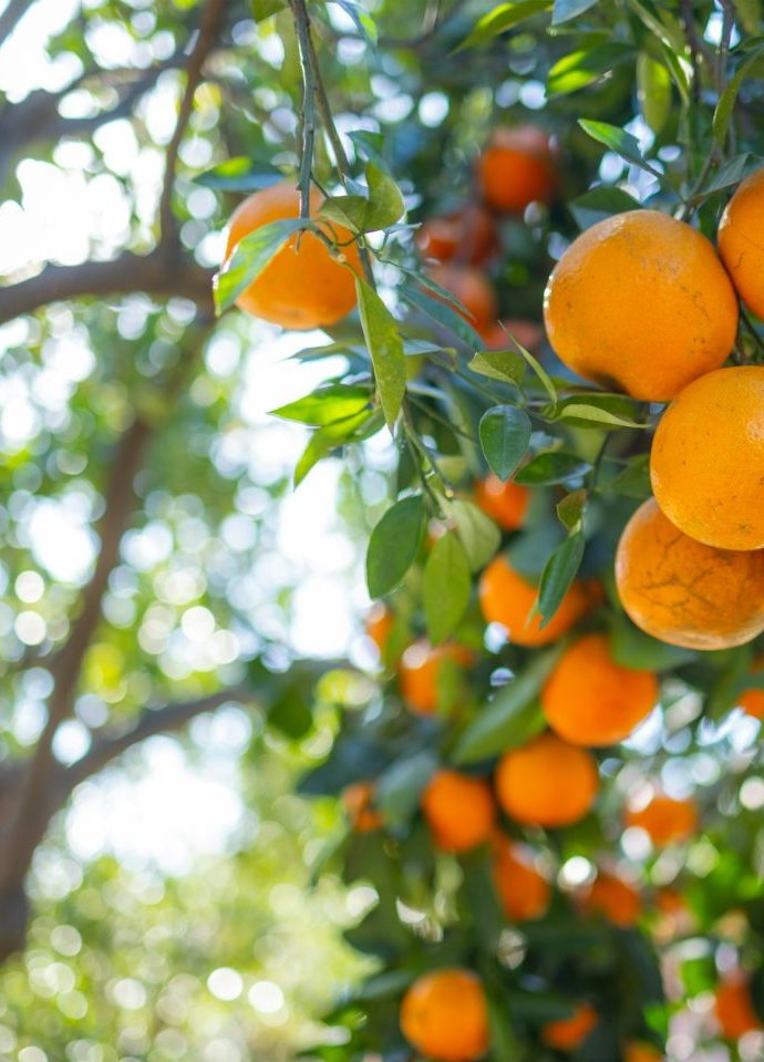 Orange tree in the orange garden in Sóller Mallorca