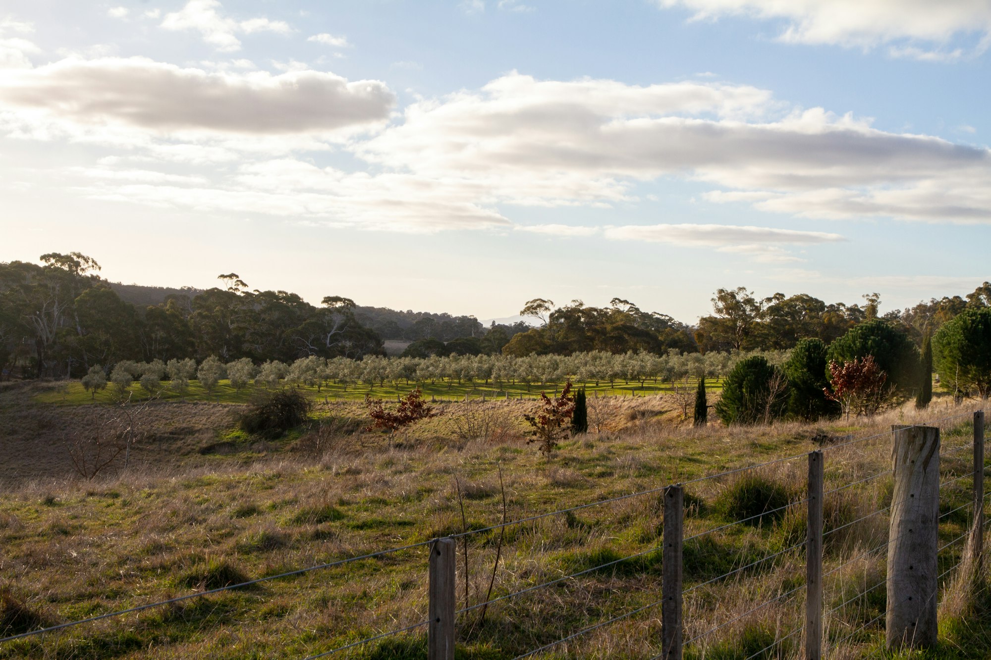 Plot in Mallorca to buy and build a finca with olive trees