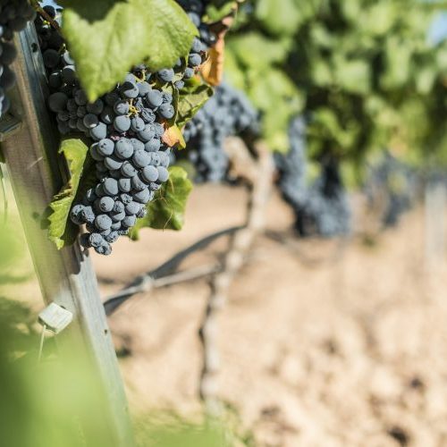 Weinanbau in Binissalem auf Mallorca