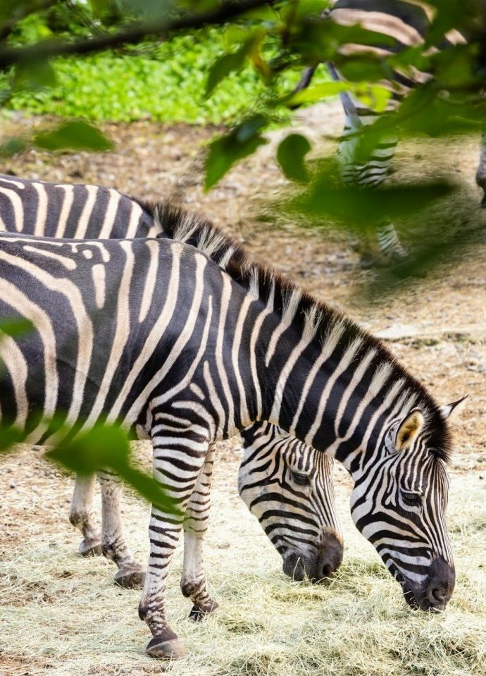 Zebras in the safari park in Sa Coma Mallorca